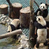 长屿硐天熊猫馆