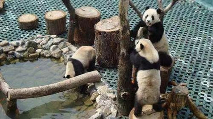 长屿硐天熊猫馆第 1 张图片