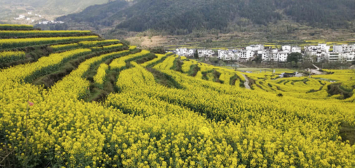 婺源风景区第 88 张图片
