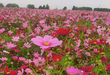四季花海第 1 张图片