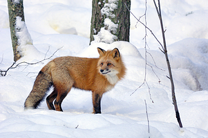 拉努阿野生动物园