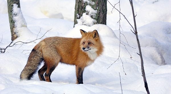 拉努阿野生动物园