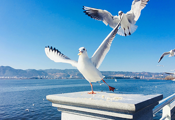 海埂大坝第 22 张图片
