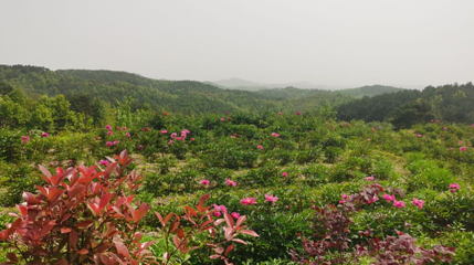 龙门花海景区第 1 张图片