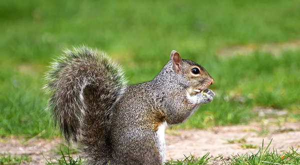千青爱草仙龙园