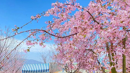 瑞安市桐浦凤凰樱花谷第 1 张图片