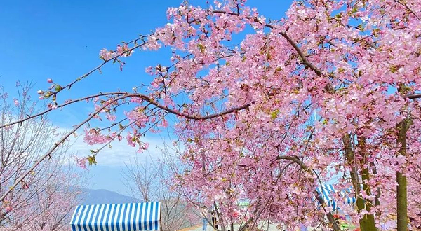 瑞安市桐浦凤凰樱花谷