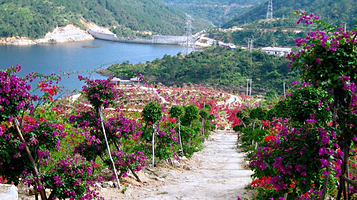 大帽山三角梅园