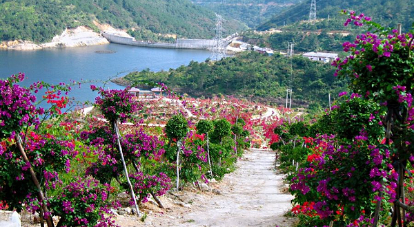 大帽山三角梅园