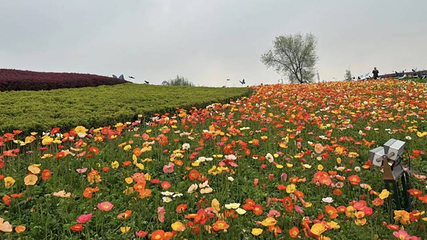 天府芙蓉园第 23 张图片