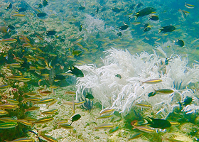 兰卡威水肺潜水中心