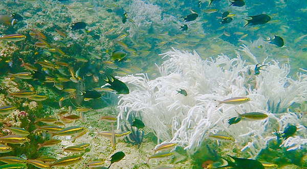 兰卡威水肺潜水中心