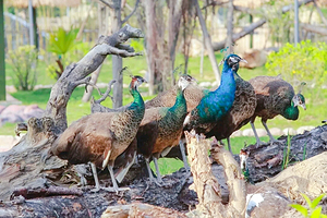 永鸿野生动物世界