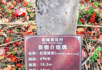 和睦茶花村第 1 张图片