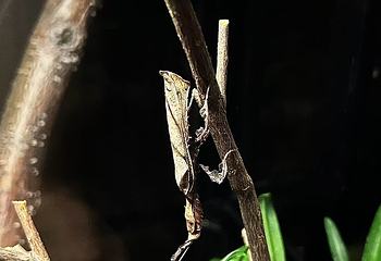 深圳活体昆虫博物馆第 7 张图片