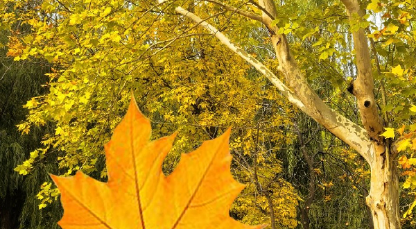 郑州植物园-银杏园