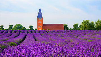 香草湾薰衣草主题乐园