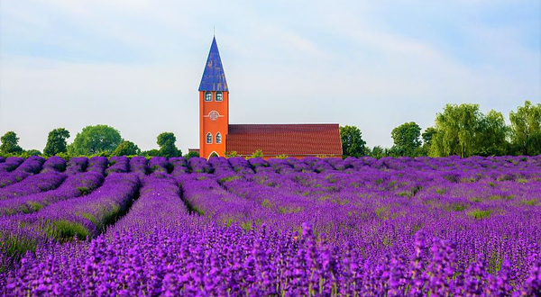 香草湾薰衣草主题乐园