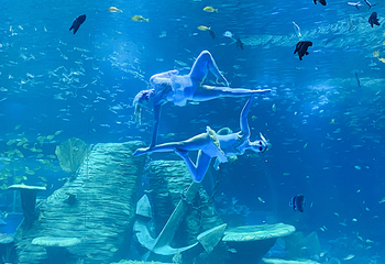 阜阳尧泰汉海海洋公园第 42 张图片