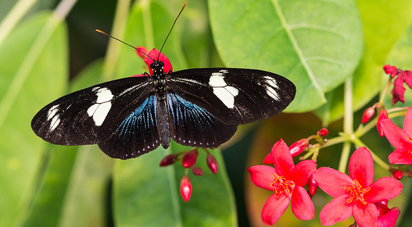 基韦斯特蝴蝶自然温室