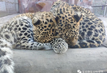 宜宾野生动物世界第 21 张图片