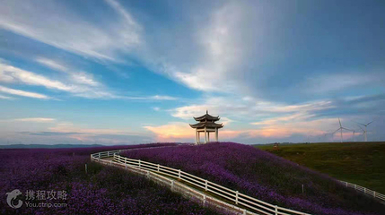 花溪高坡云顶花海第 4 张图片