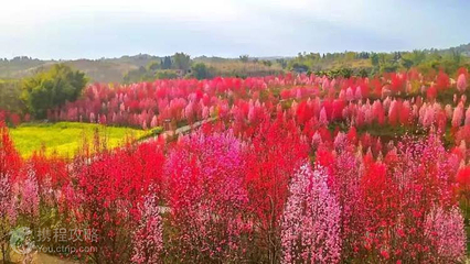 板桥·桃花源第 4 张图片