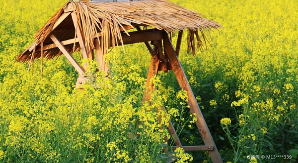 张圩油菜花海