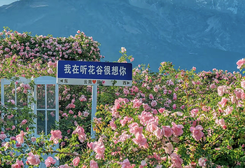 听花谷-丽江百花园第 14 张图片
