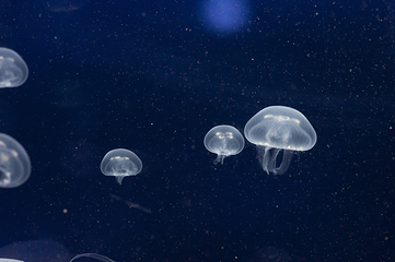 墨尔本水族馆第 8 张图片