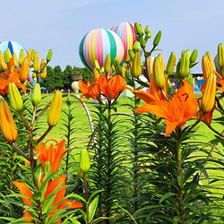 什邡市师古镇红豆幸福里景区
