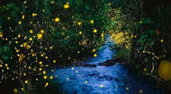 云之光看看萤火虫