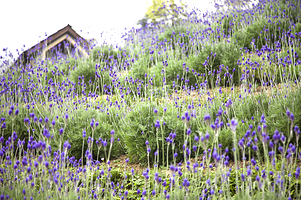 薰衣草森林(台中新社)