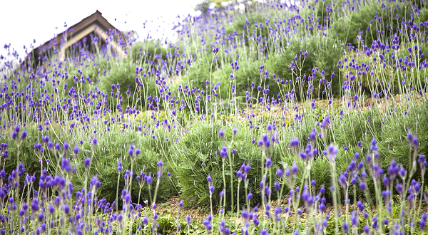 薰衣草森林(台中新社)