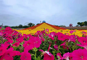 音乐百花谷第 70 张图片
