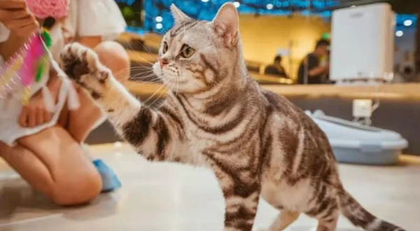 猫咪博物馆神兽羊驼主题馆(万达广场威海店)