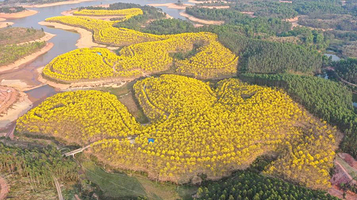 黄花风铃生态园