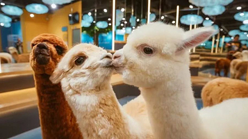 神兽·羊驼主题馆（城阳万达店）