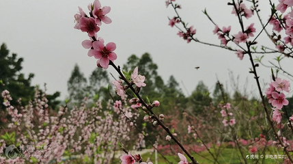 樱山花谷第 3 张图片