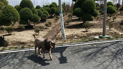 肥东管湾国家湿地公园第 1 张图片