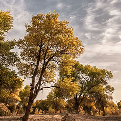 金湖杨国家森林公园