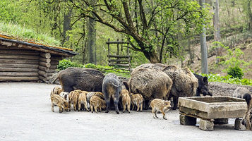 杜塞尔多夫天然公园