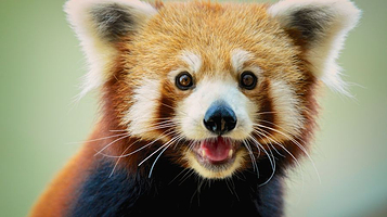 池州市齐山动物园