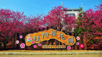 桂阳樱花园