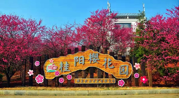 桂阳樱花园