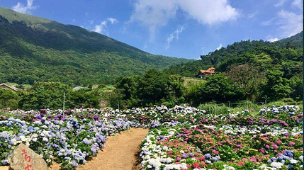 高家绣球花田水尾第二园区第 8 张图片