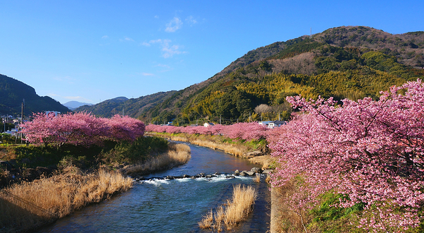 河津樱花