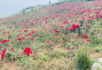 秦岭国家植物园第 32 张图片