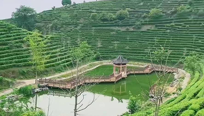 阳朔茶观园景区第 2 张图片