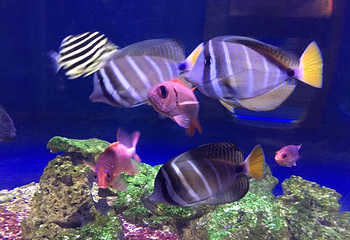 海错馆第 11 张图片